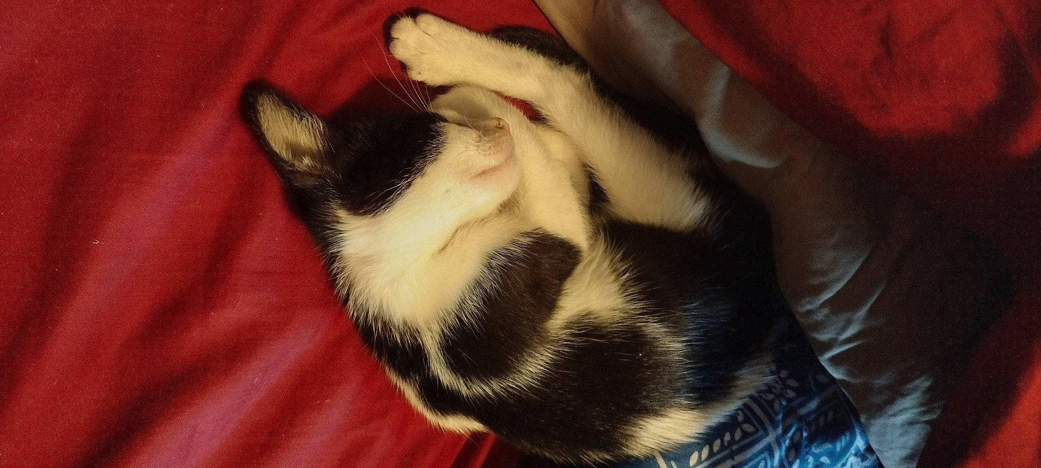 Squanchy joined the competition — help win amazing prizes! canidae, carnivore, cat, claw, comfort, companion_dog, dog_breed, domestic_short_haired_cat, ear, felidae, foot, fur, human_leg, nap, paw, sleep, small_to_medium_sized_cats, snout, tail, whiskers