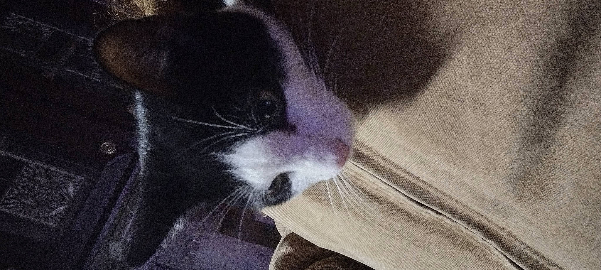 Squanchy is registered to the contest to win money with this photo: carnivore, cat, claw, comfort, domestic_short_haired_cat, ear, felidae, fur, grey, nap, paw, small_to_medium_sized_cats, snout, tail, whiskers