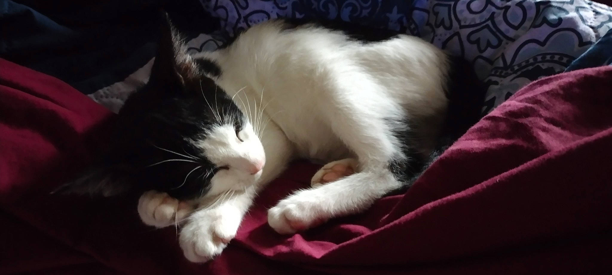 Squanchy is registered to the contest to win money with this photo: carnivore, cat, claw, comfort, domestic_short_haired_cat, felidae, foot, fur, lap, nap, paw, sleep, small_to_medium_sized_cats, tail, whiskers