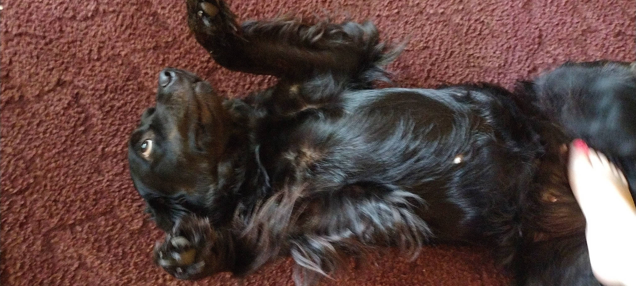 Lulu is registered to the contest to win money with this photo: canidae, carnivore, claw, companion_dog, dog, dog_breed, dog_collar, fawn, felidae, fur, liver, paw, snout, sporting_group, tail, terrestrial_animal, terrier, toy_dog, whiskers, working_animal