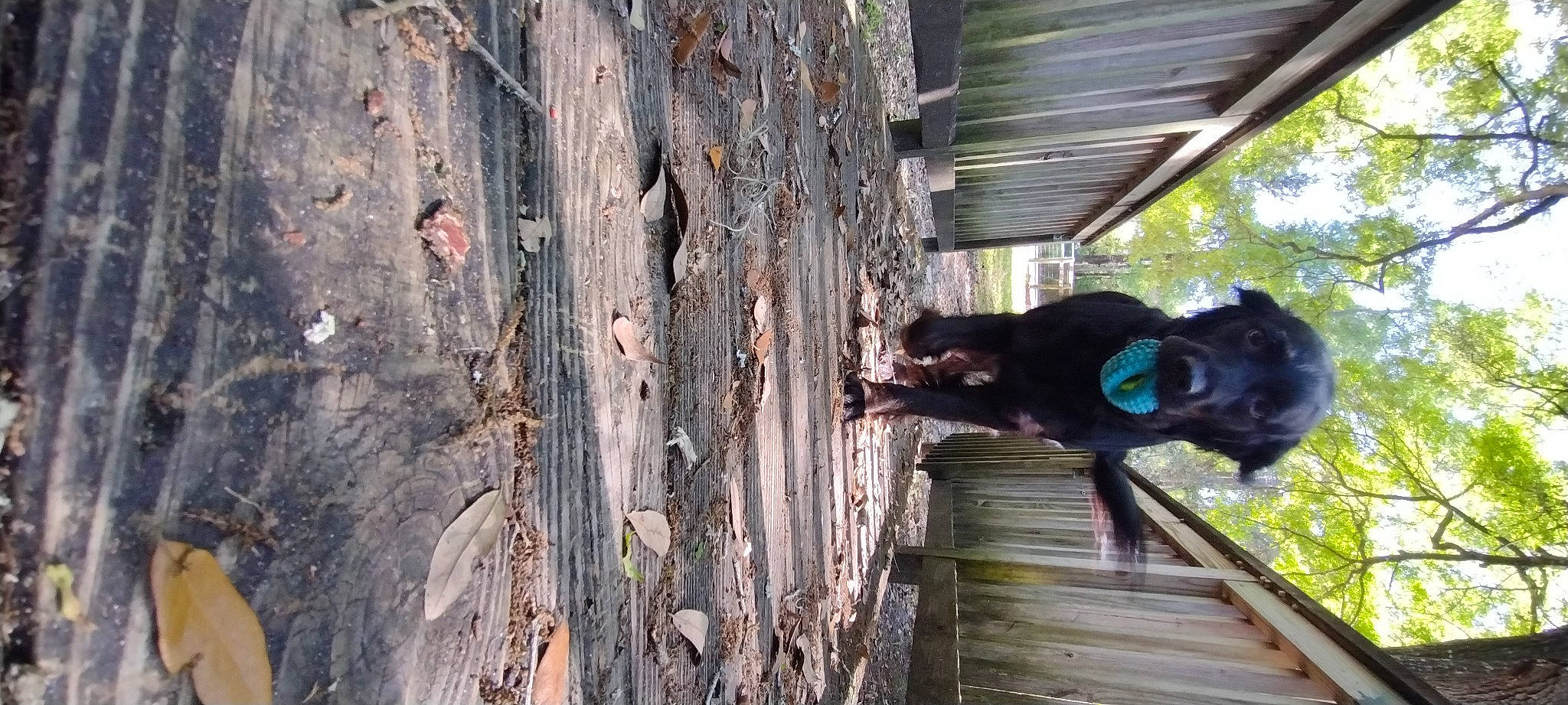 Lulu is registered to the contest to win money with this photo: forest, grass, hardwood, house, jungle, landscape, plant, plant_stem, tree, trunk, twig, water, wildlife, wood