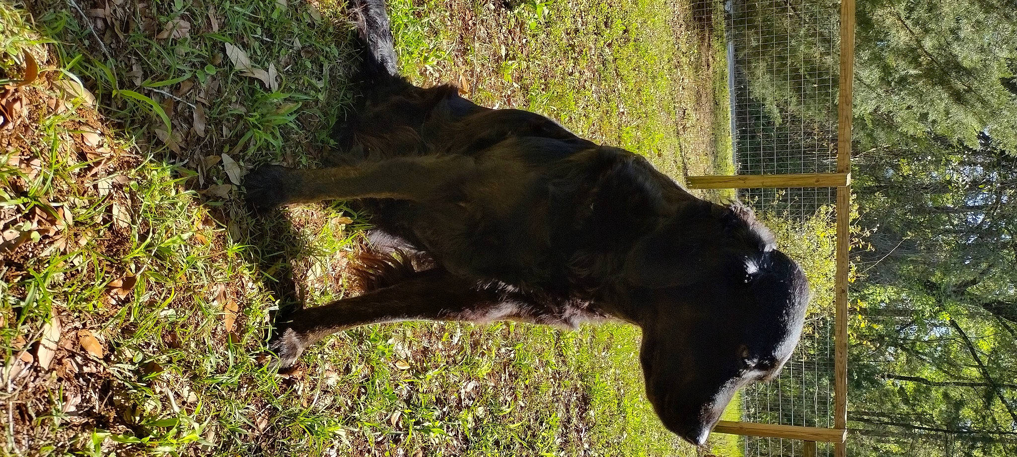 Lulu is registered to the contest to win money with this photo: canidae, carnivore, companion_dog, dog, dog_breed, fawn, felidae, fur, grass, guard_dog, liver, plant, snout, sporting_group, tail, terrestrial_animal, tree, wildlife, window, working_animal