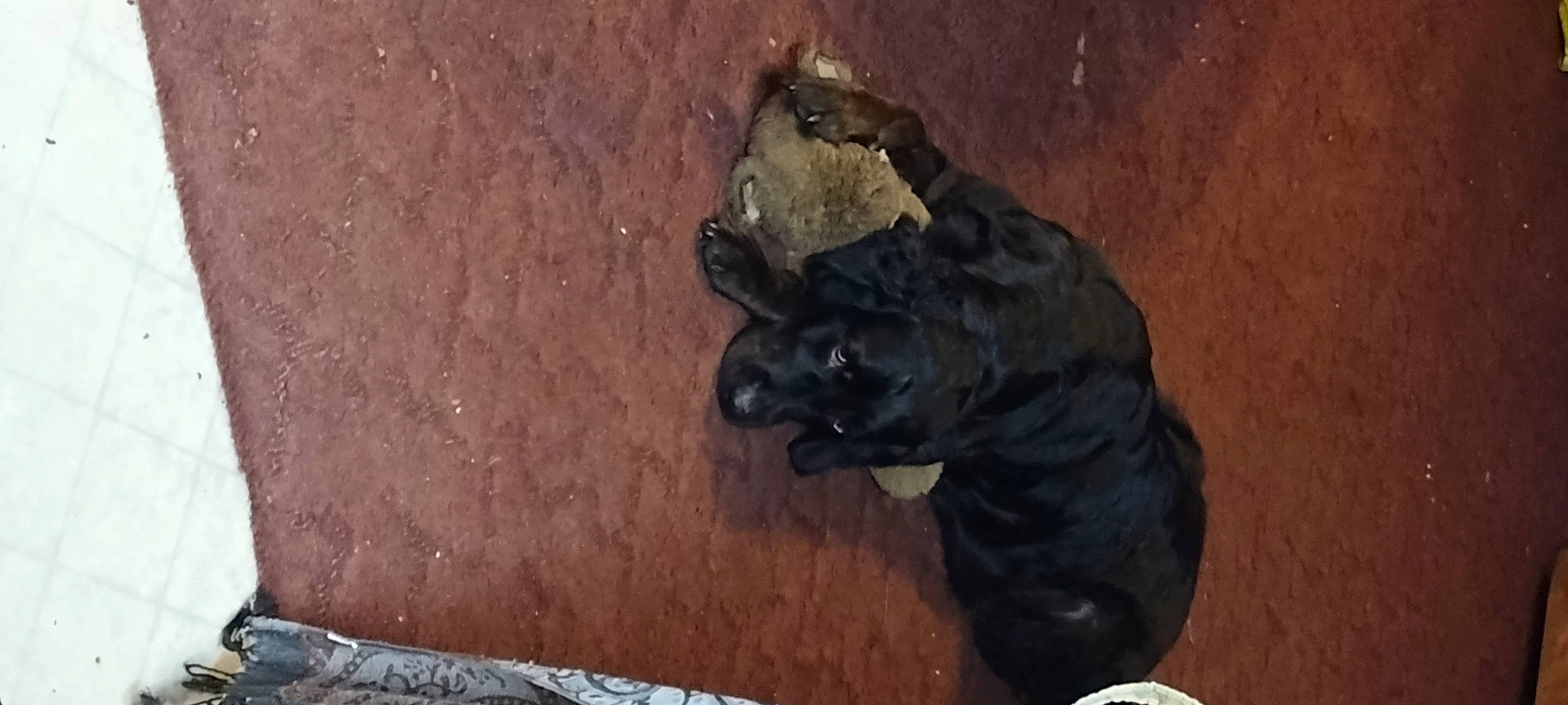 Lulu joined the competition — help win amazing prizes! concrete, dog_breed, metal, personal_protective_equipment, recreation, snout, soil, sporting_group, terrestrial_animal, wood