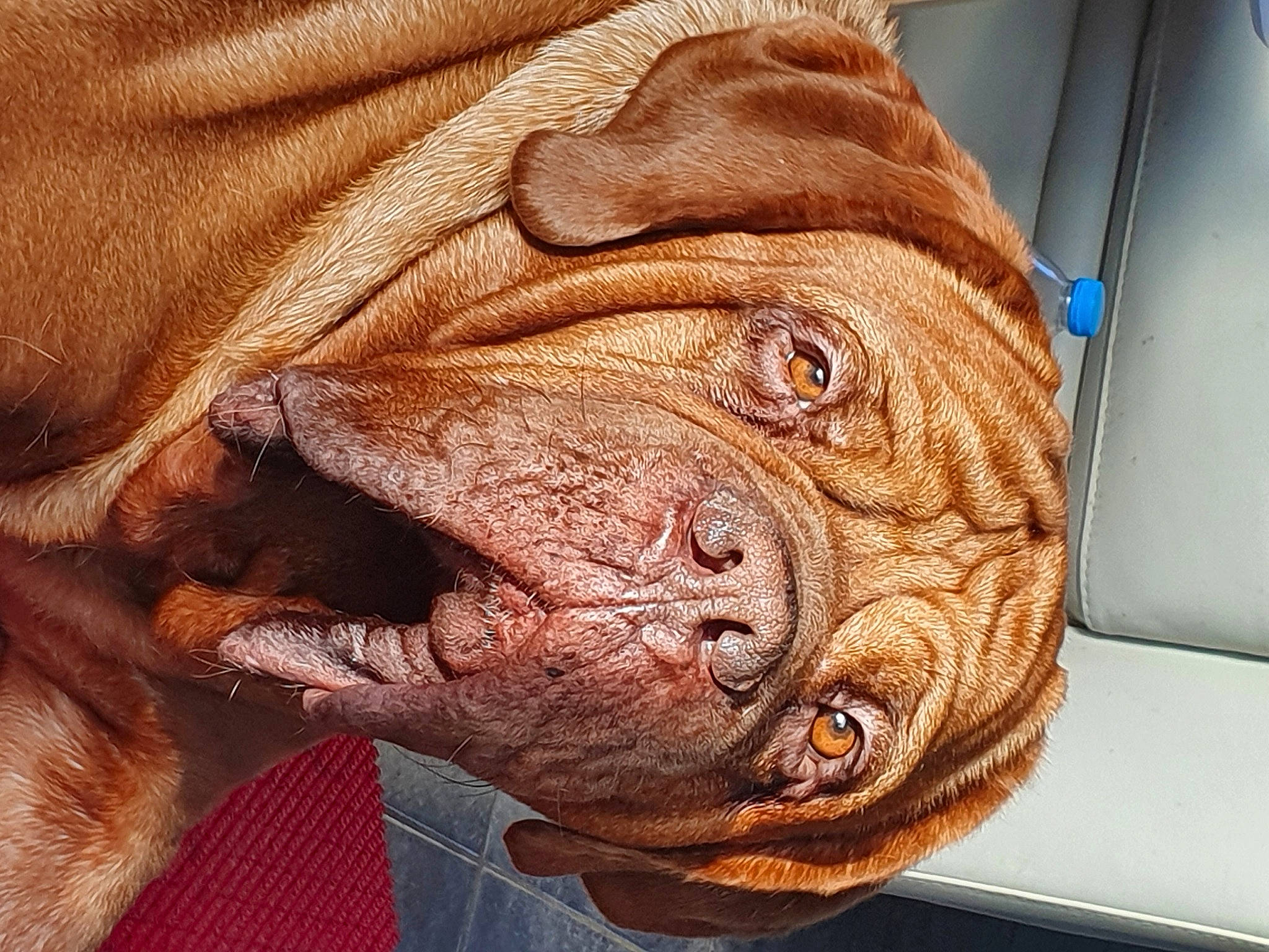 Apollon participe au concours pour gagner de l'argent avec cette photo : canidae, carnivore, comfort, companion_dog, computer_keyboard, dog, dog_breed, fawn, flesh, foot, fur, liver, snout, terrestrial_animal, whiskers, window, wood, working_animal, wrinkle, wrist