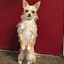 dog, small_dog, standing, indoor, carpet, red_door, fur, pet, animal, cute, alert, ears, expression, front_legs, tiny, canine, house, domestic, furry, waiting