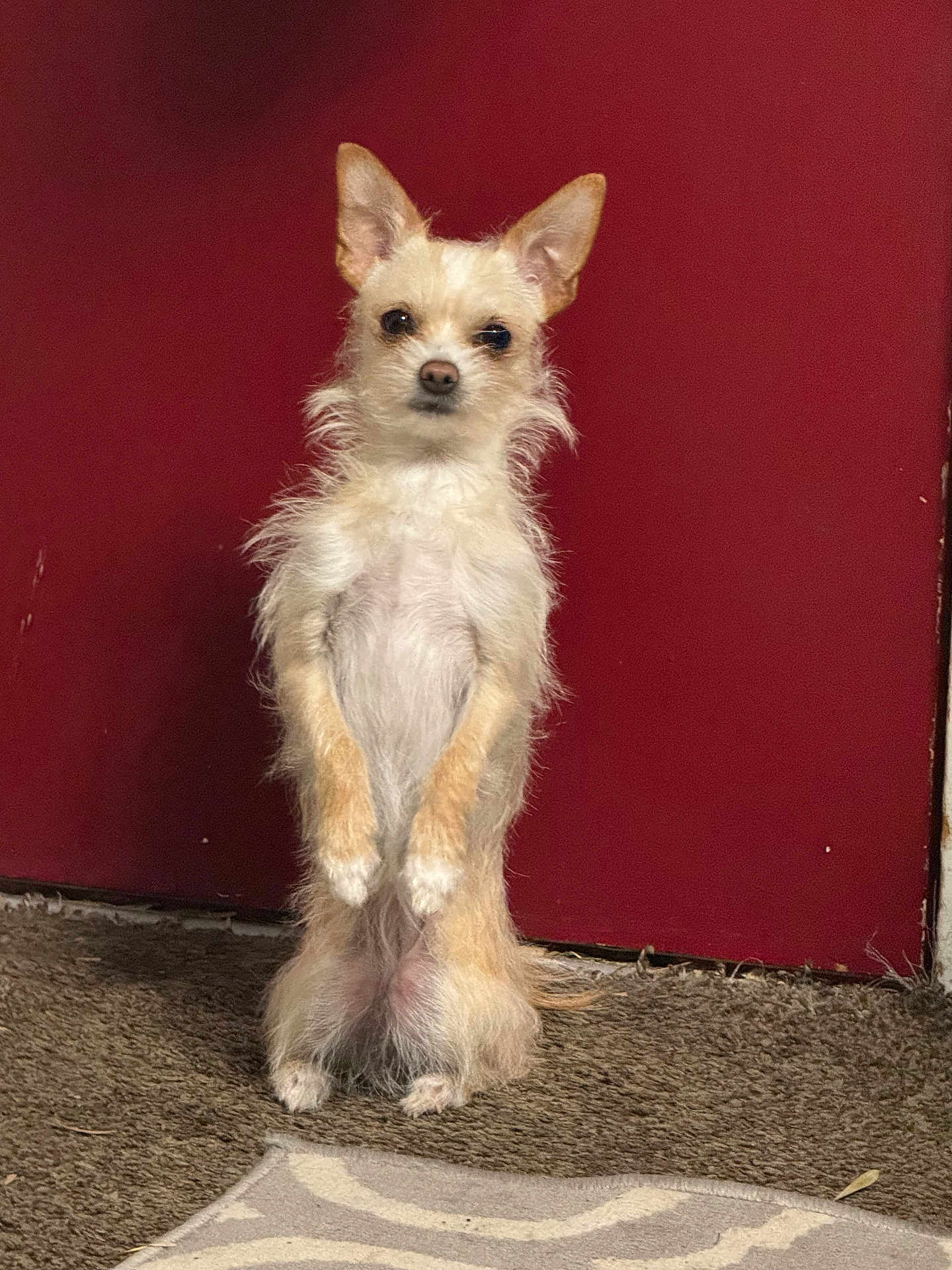 Coco is registered to the contest to win money with this photo: dog, small_dog, standing, indoor, carpet, red_door, fur, pet, animal, cute, alert, ears, expression, front_legs, tiny, canine, house, domestic, furry, waiting