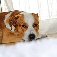 Tango a rejoint le concours — aidez-le/la à gagner de superbes lots ! animal, brown_and_white, calm, canine, close_up, curtains, dog, domestic, floor, fur, indoor, lying_down, natural_light, nosed, paws, pet, quiet, relaxed, resting, window