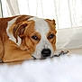 animal, brown_and_white, calm, canine, close_up, curtains, dog, domestic, floor, fur, indoor, lying_down, natural_light, nosed, paws, pet, quiet, relaxed, resting, window