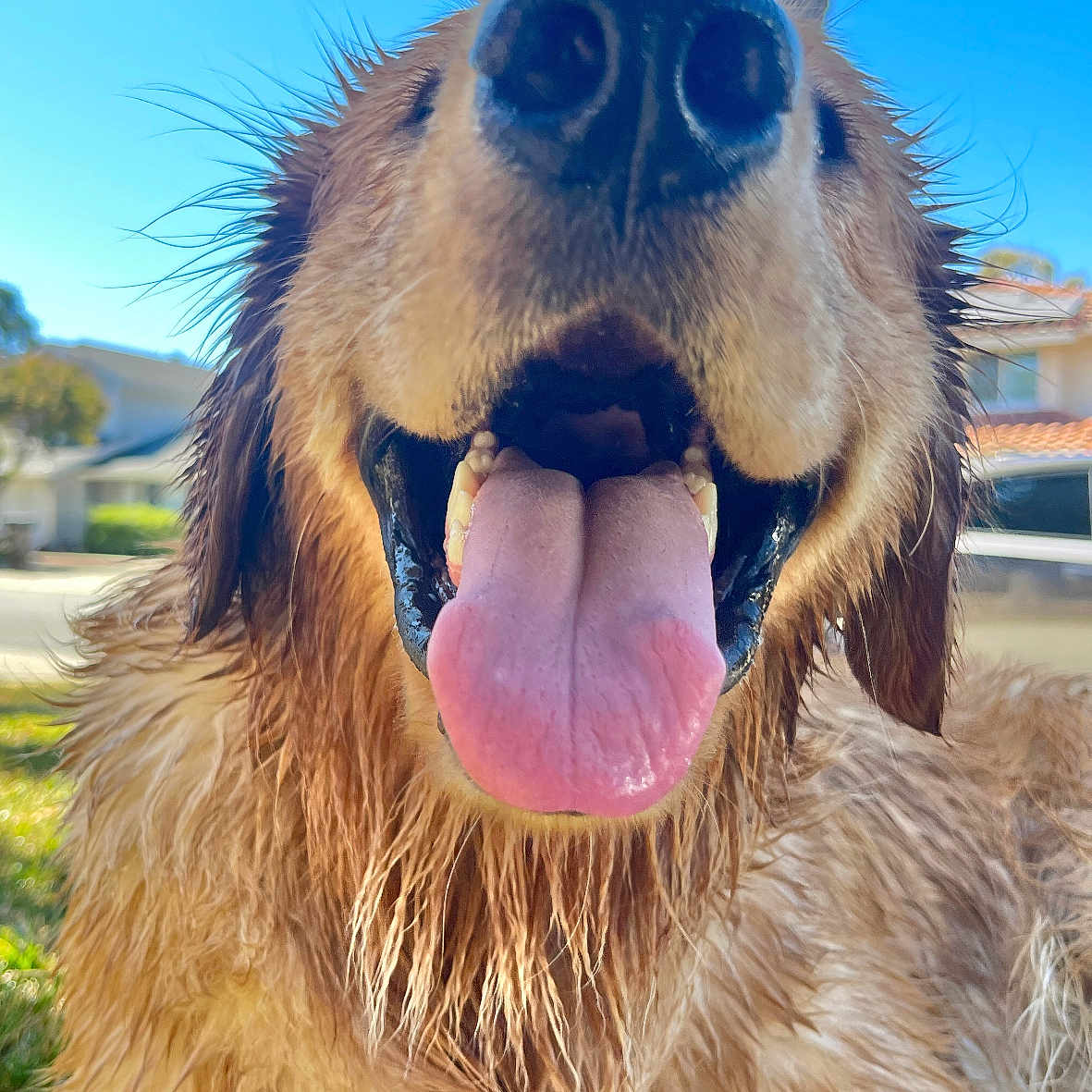 Blu joined the competition — help win amazing prizes! animal, architecture, bodypart, building, canine, cockerspaniel, dog, goldenretriever, grass, hound, mouth, nature, outdoors, person, pet, plant, puppy, summer, tongue, tree