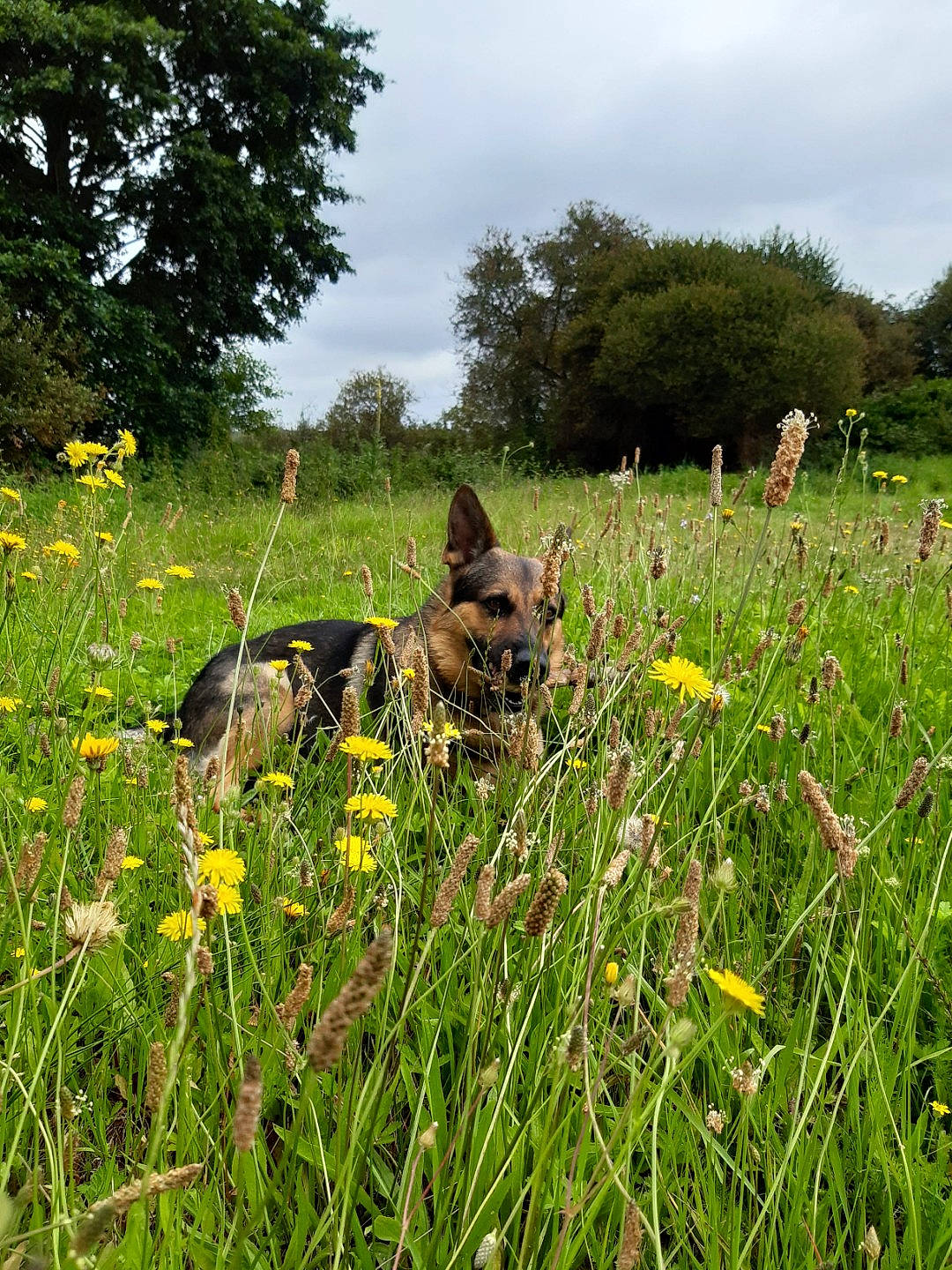 Diesel a rejoint le concours — aidez-le/la à gagner de superbes lots ! cloud, dog, ecoregion, field, flower, flowering_plant, grass, grassland, groundcover, herbaceous_plant, landscape, meadow, natural_landscape, pasture, people_in_nature, plant, prairie, shrub, sky, tree