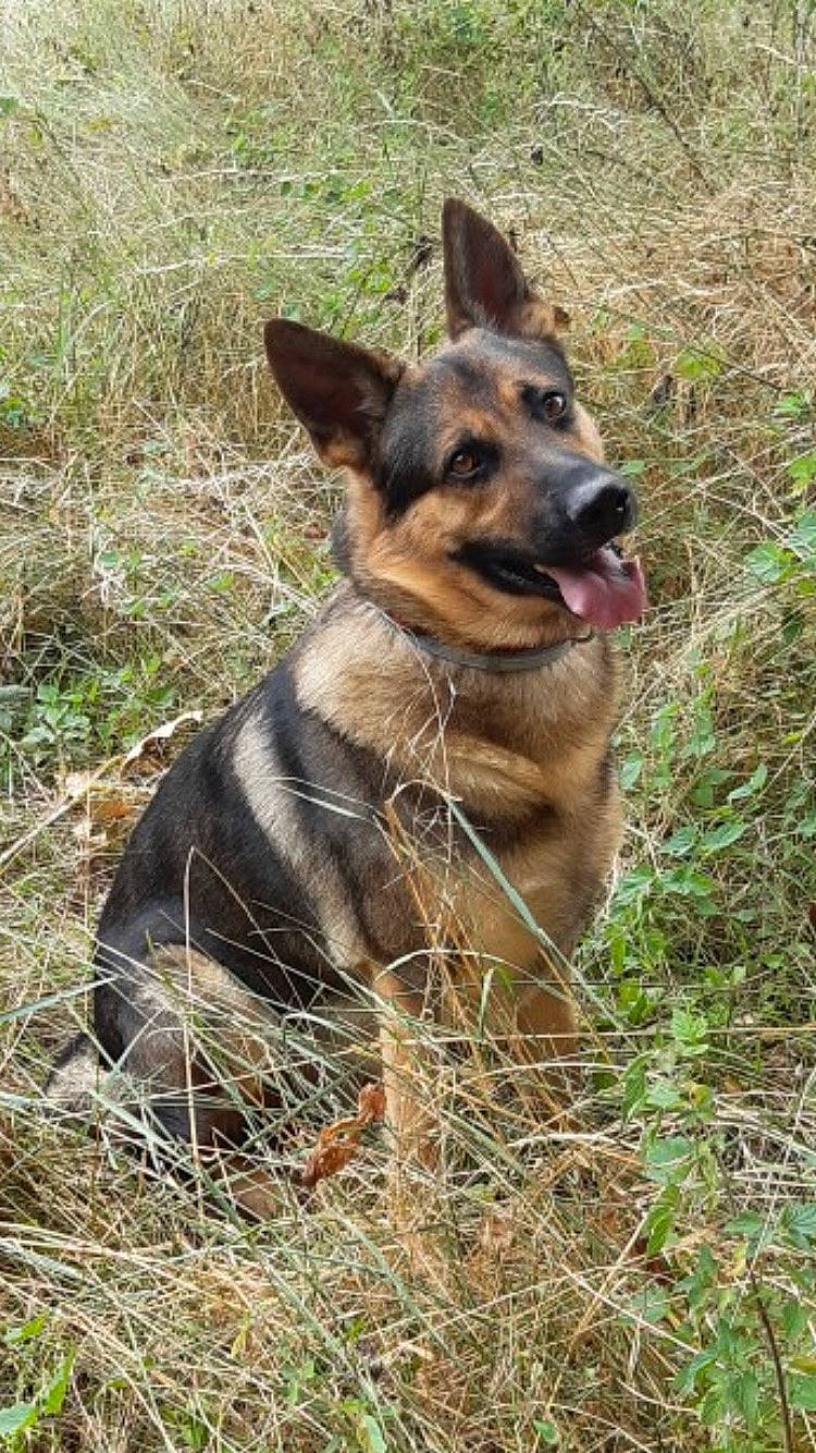 Diesel a rejoint le concours — aidez-le/la à gagner de superbes lots ! belgian_shepherd_malinois, canis, carnivore, dog, dog_breed, dog_hiking, east_european_shepherd, fur, german_shepherd_dog, grass, herding_dog, king_shepherd, old_german_shepherd_dog, plant, snout, sporting_group, terrestrial_animal, working_animal, working_dog