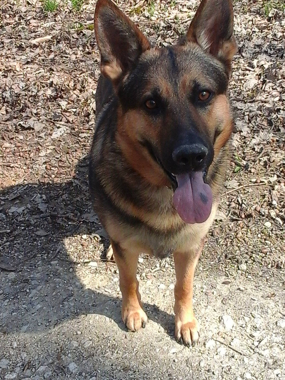 Diesel a rejoint le concours — aidez-le/la à gagner de superbes lots ! belgian_shepherd_malinois, canidae, carnivore, companion_dog, dog, dog_breed, east_european_shepherd, fawn, foot, german_shepherd_dog, herding_dog, king_shepherd, old_german_shepherd_dog, plant, snout, soil, sporting_group, terrestrial_animal, working_animal, working_dog