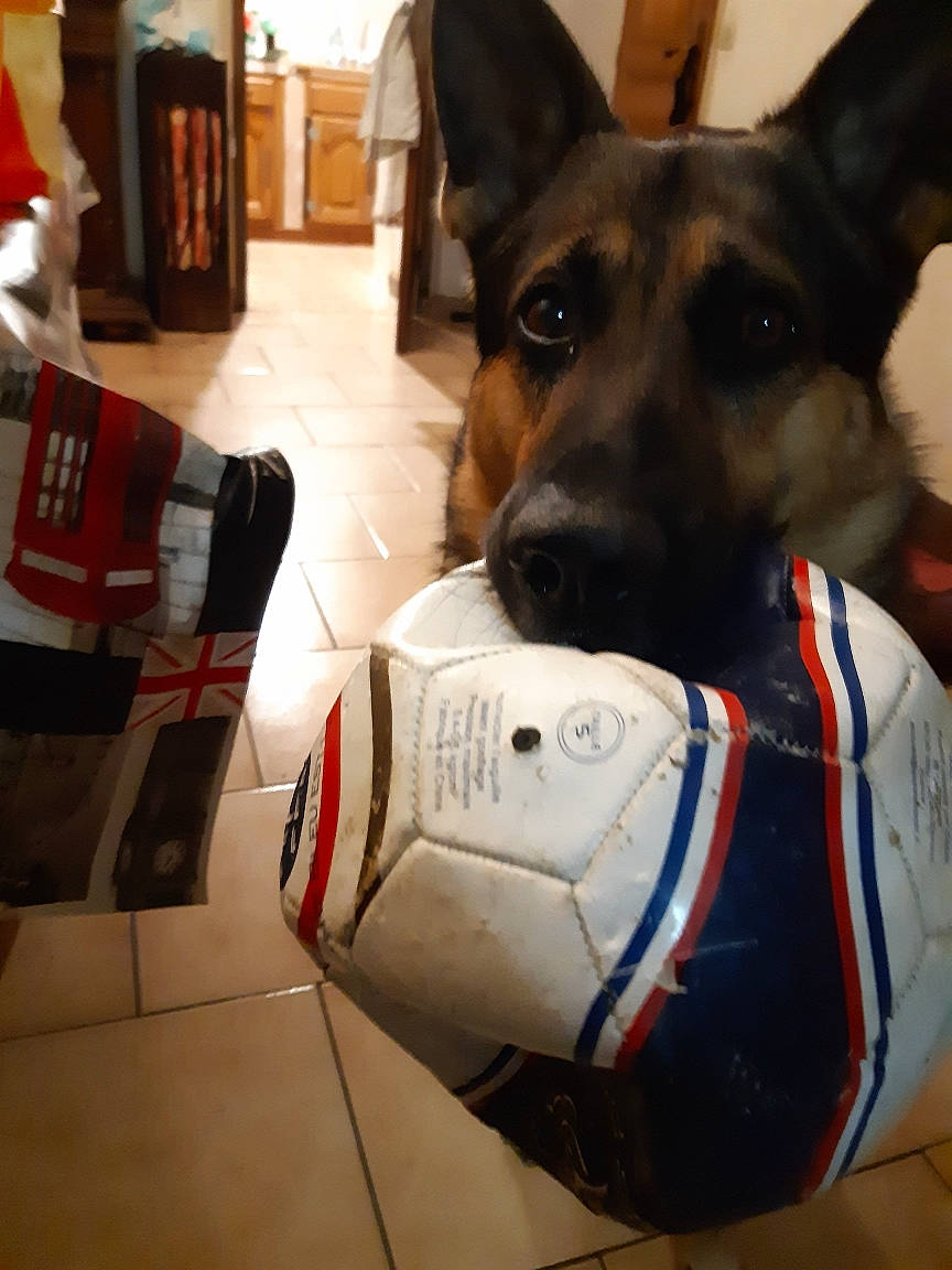 Diesel participe au concours pour gagner de l'argent avec cette photo : canidae, carmine, carnivore, collar, companion_dog, dog, dog_breed, dog_collar, dog_supply, fawn, flooring, german_shepherd_dog, guard_dog, herding_dog, paw, personal_protective_equipment, snout, sporting_group, working_animal, working_dog