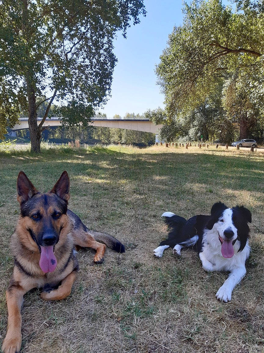 Bandit participe au concours pour gagner de l'argent avec cette photo : australian_cattle_dog, canidae, carnivore, companion_dog, dog, dog_breed, east_european_shepherd, fawn, german_shepherd_dog, grass, herding_dog, king_shepherd, law_enforcement, old_german_shepherd_dog, plant, sky, sporting_group, tail, tree, working_dog