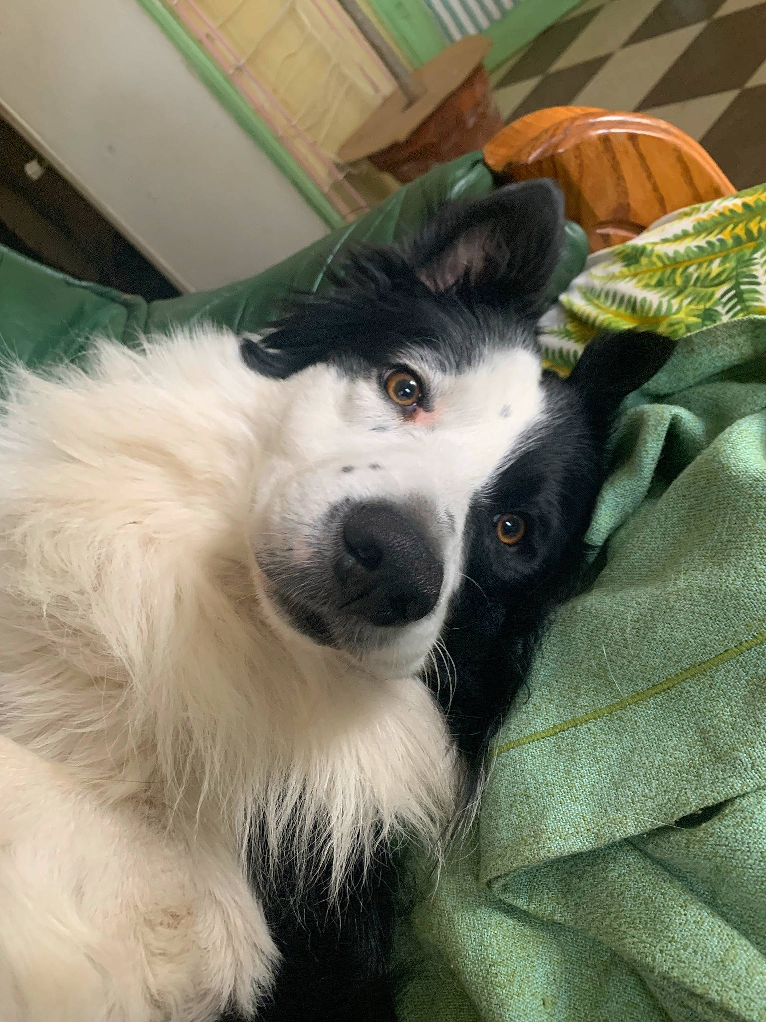 Bandit participe au concours pour gagner de l'argent avec cette photo : border_collie, canidae, carnivore, companion_dog, dog, dog_breed, fur, herding_dog, sporting_group, texas_heeler, whiskers, working_animal, working_dog