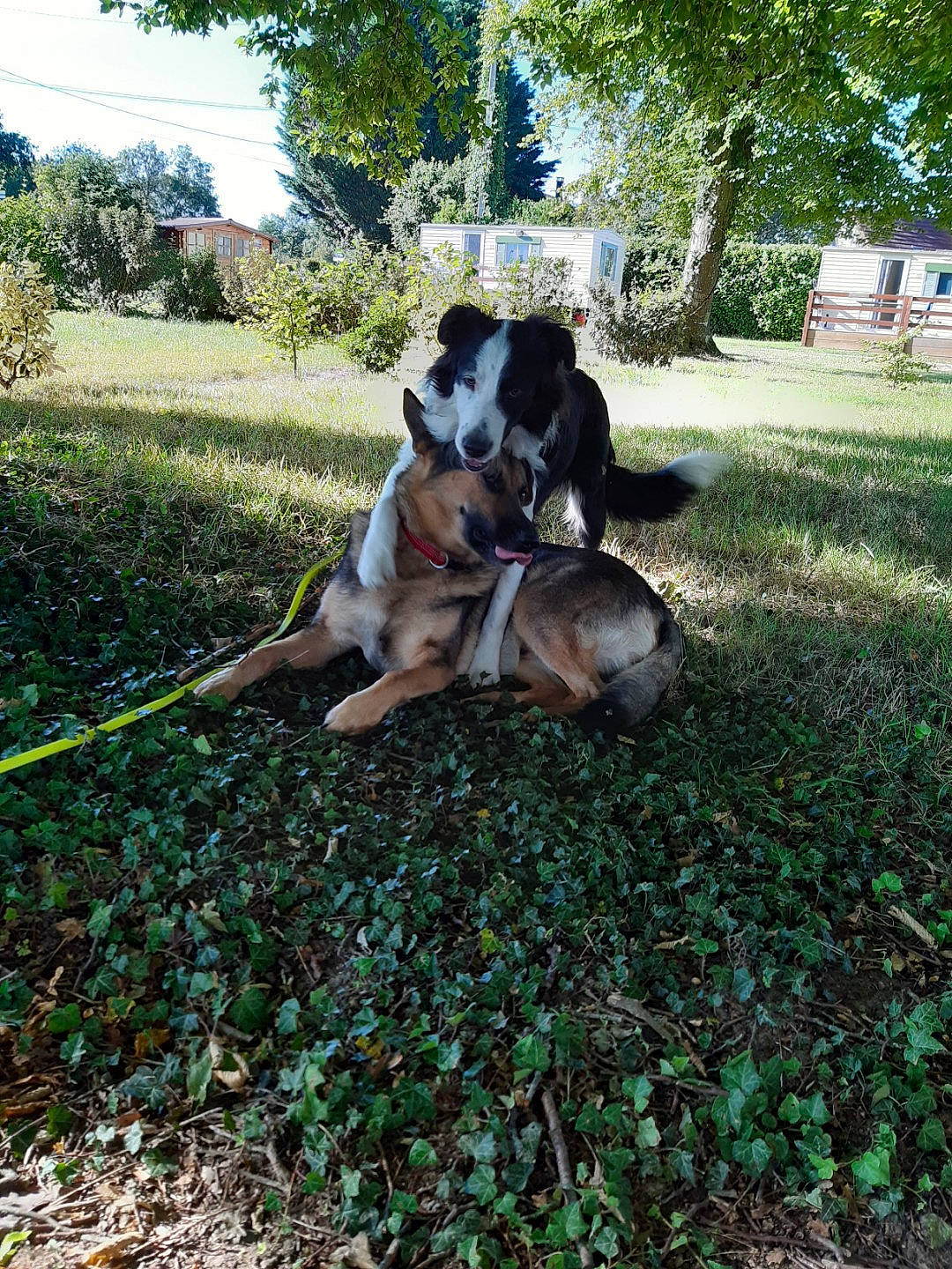 Bandit participe au concours pour gagner de l'argent avec cette photo : canidae, carnivore, collar, companion_dog, dog, dog_breed, fawn, garden, garden_hose, grass, groundcover, lawn, plant, shrub, soil, sporting_group, tail, tree, working_animal, working_dog