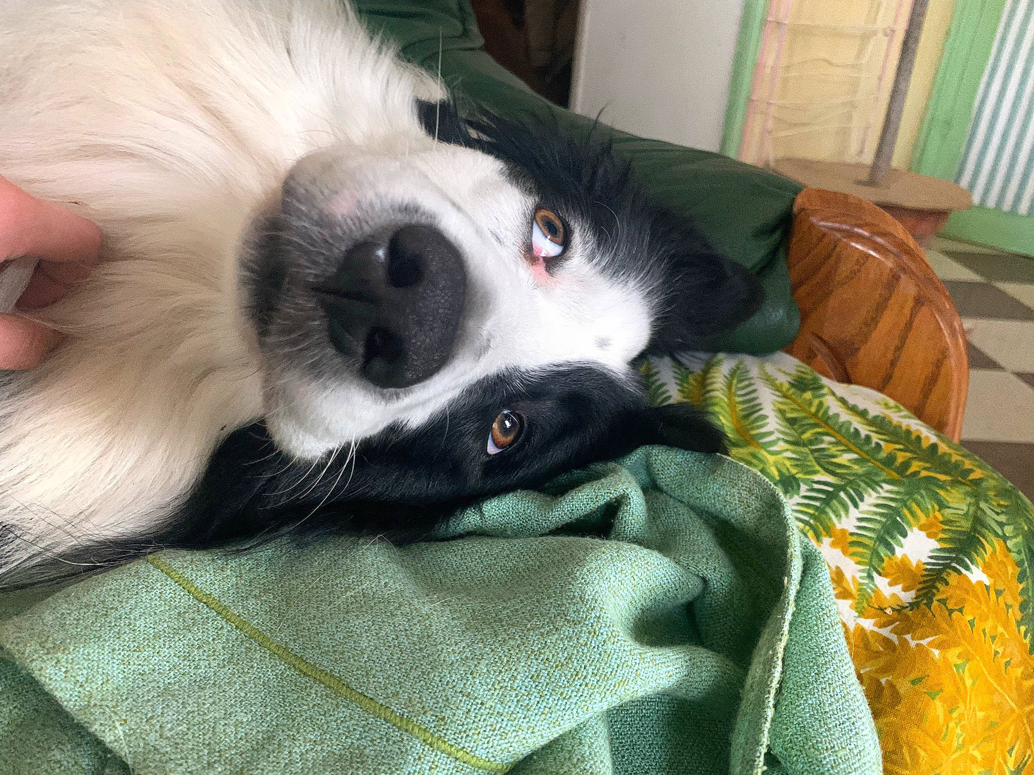 Bandit participe au concours pour gagner de l'argent avec cette photo : canidae, carnivore, comfort, companion_dog, dog, dog_breed, fur, linens, nap, non_sporting_group, pattern, snout, sporting_group, whiskers, working_animal