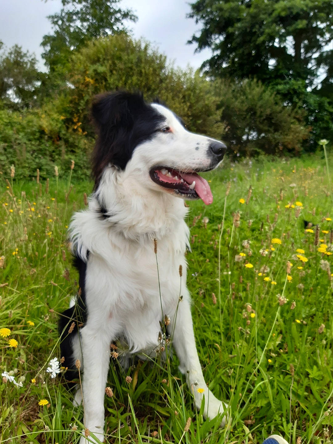Bandit participe au concours pour gagner de l'argent avec cette photo : border_collie, canidae, carnivore, companion_dog, coquelicot, dog, dog_breed, dog_collar, flower, grass, grassland, gun_dog, herbaceous_plant, herding_dog, plant, prairie, sky, sporting_group, tree, working_dog