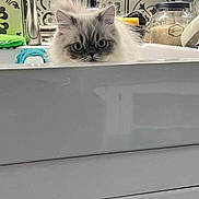Azerty participe au concours pour gagner de l'argent avec cette photo : cat, sink, kitchen, faucet, tiles, blue_eyes, fluffy, curious, white_cabinet, soap_dispenser, jar, countertop, indoor, pet, animal, domestic, face, ears, whiskers, closeup