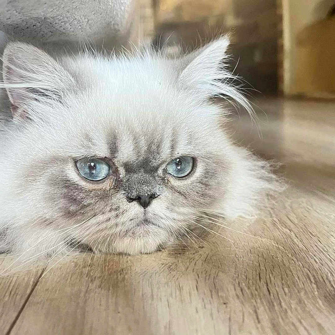 Azerty a rejoint le concours — aidez-le/la à gagner de superbes lots ! animal, blue_eyes, cat, close_up, cute, domestic_cat, ears, expression, face, floor, fluffy, fur, furniture_leg, indoor, looking, lying_down, pet, whiskers, white, wooden_floor