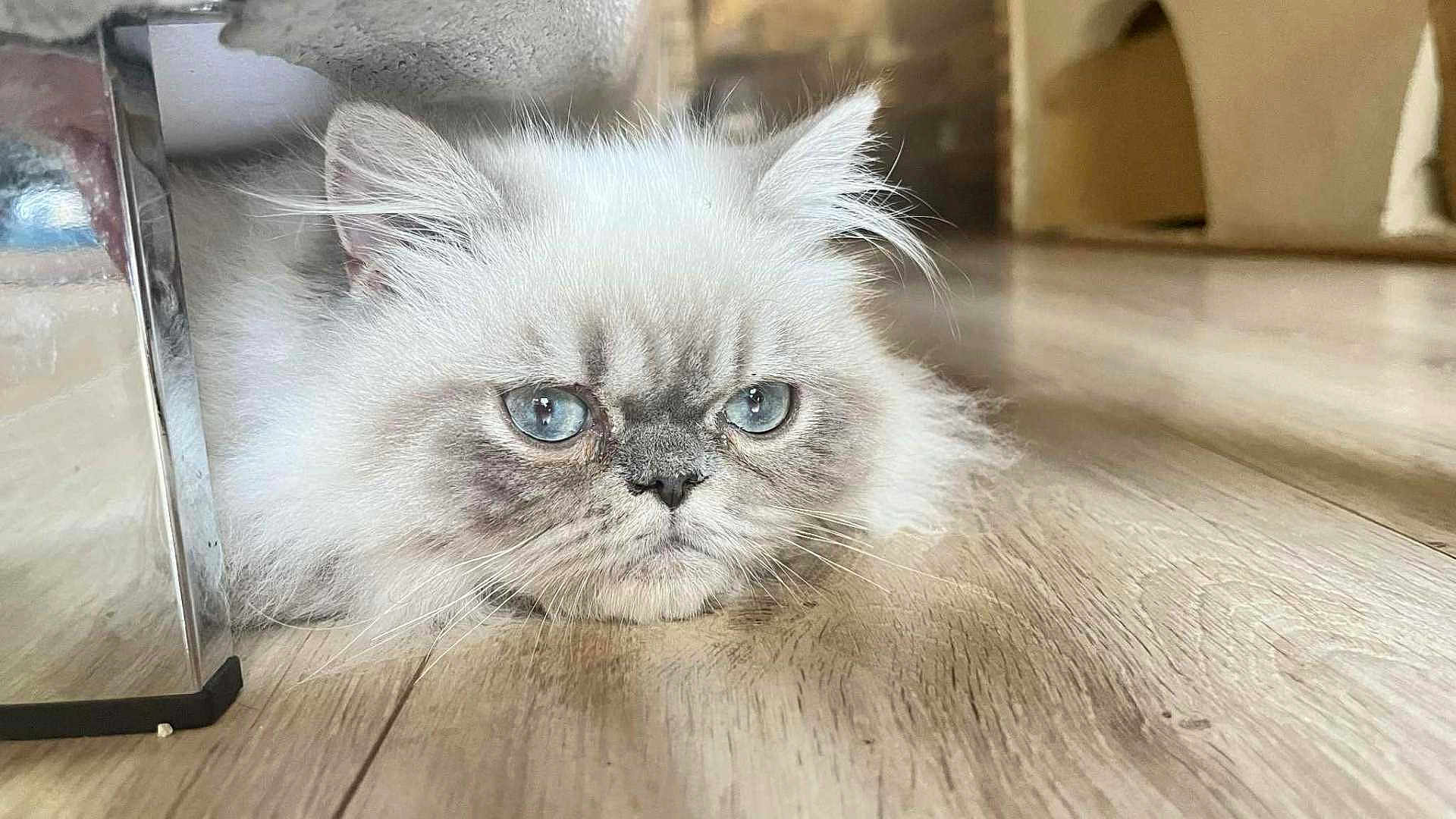 Azerty a rejoint le concours — aidez-le/la à gagner de superbes lots ! cat, fluffy, white, blue_eyes, floor, wooden_floor, indoor, pet, animal, furniture_leg, close_up, lying_down, face, whiskers, ears, fur, expression, looking, cute, domestic_cat