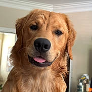 Maxwell joined the competition — help win amazing prizes! golden_retriever, dog, pet, indoor, portrait, tongue_out, wet_nose, animal, canine, fur, closeup, friendly, cute, domestic_animal, mammal, companion, happy, looking_at_camera, house, background_blur