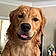 Maxwell