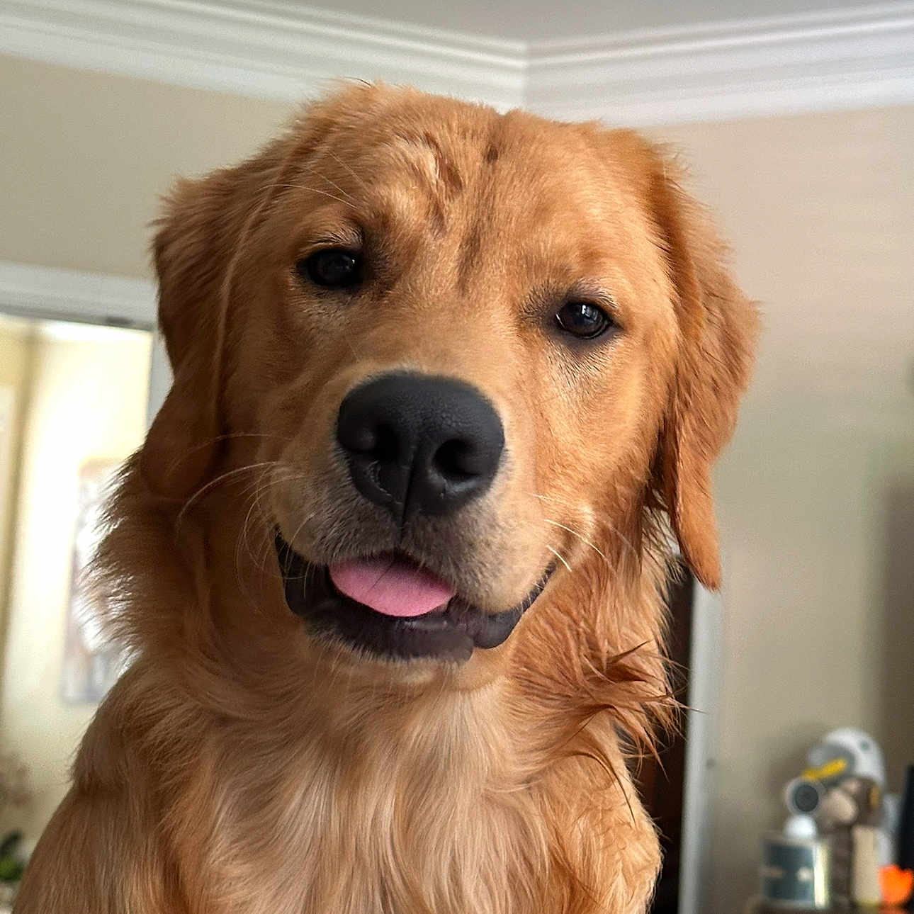 Maxwell