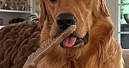 Maxwell is registered to the contest to win money with this photo: animal, blanket, canine, chew_toy, companion, couch, cozy, cute, dog, domestic, friendly, fur, golden_retriever, houseplant, indoor, living_room, pet, portrait, tongue_out, window