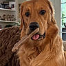 animal, blanket, canine, chew_toy, companion, couch, cozy, cute, dog, domestic, friendly, fur, golden_retriever, houseplant, indoor, living_room, pet, portrait, tongue_out, window