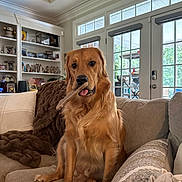 Maxwell joined the competition — help win amazing prizes! blanket, canine, couch, decor, dog, door, figurines, furniture, golden_retriever, home, indoor, living_room, natural_light, pet, photographs, playful, shelf, stick, tongue_out, window