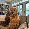 blanket, canine, couch, decor, dog, door, figurines, furniture, golden_retriever, home, indoor, living_room, natural_light, pet, photographs, playful, shelf, stick, tongue_out, window