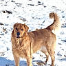 Maxwell is registered to the contest to win money with this photo: animal, canine, cold, daylight, dog, field, fur, golden_retriever, happy, landscape, mammal, nature, outdoor, park, pet, playful, snow, standing, tail, winter