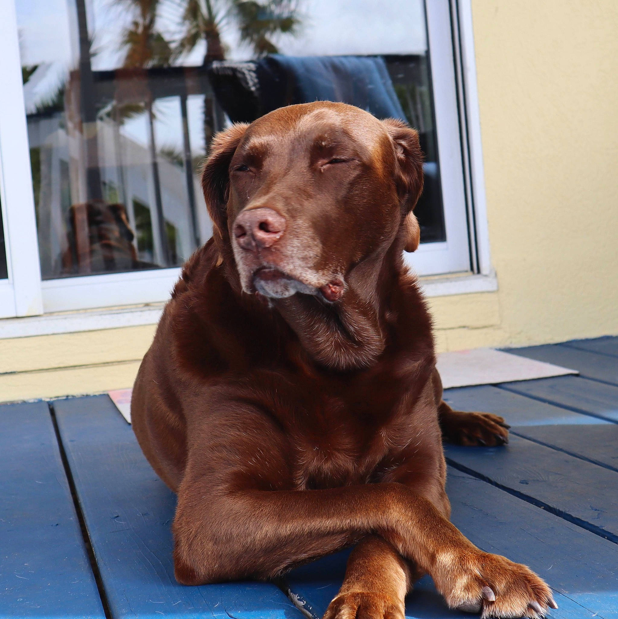 Daisy joined the competition — help win amazing prizes! canidae, carnivore, companion_dog, dog, dog_breed, fawn, hunting_dog, labrador_retriever, liver, mammal, pointing_breed, retriever, snout, sporting_group, vertebrate, vizsla