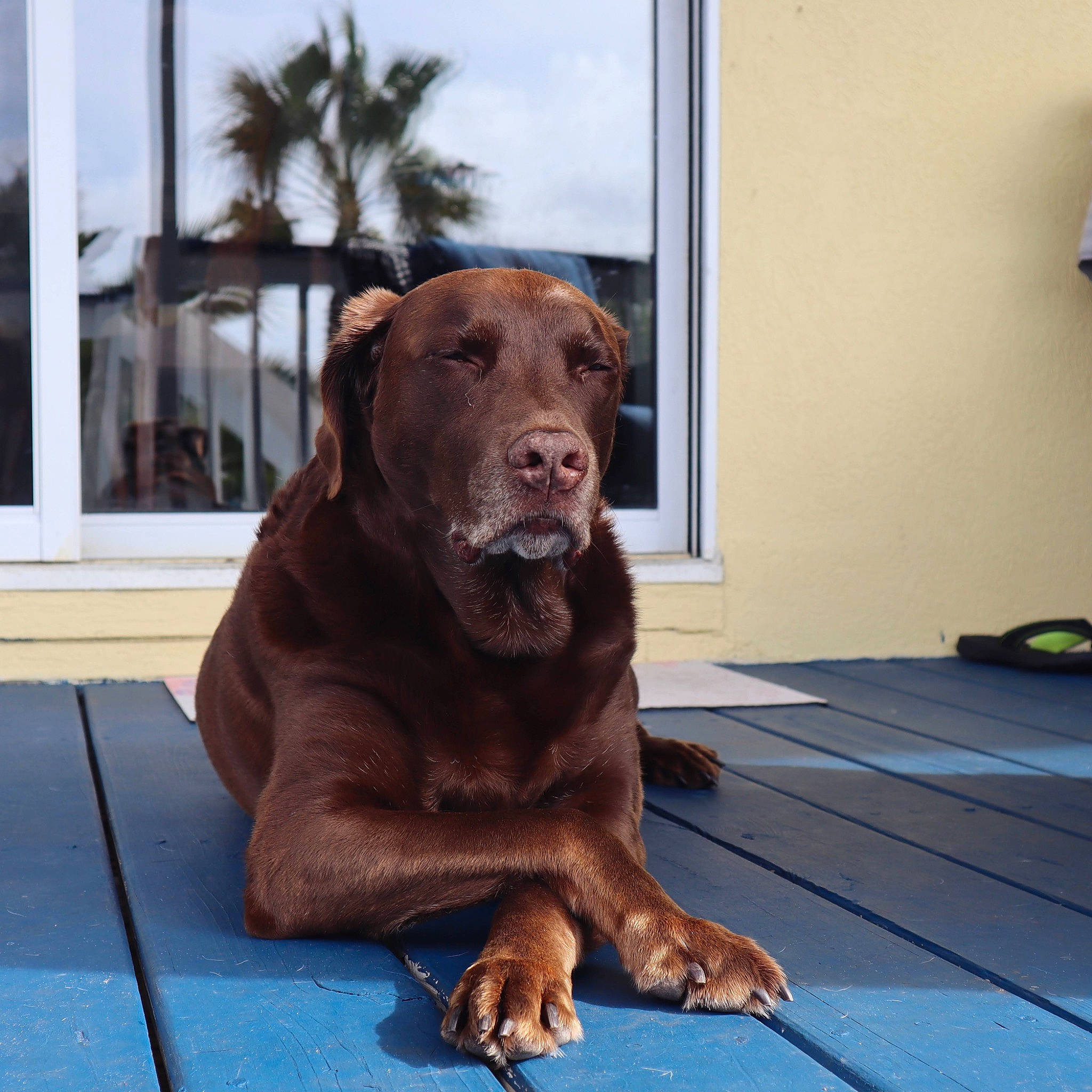 Daisy joined the competition — help win amazing prizes! canidae, carnivore, dog, dog_breed, fawn, labrador_retriever, liver, mammal, retriever, snout, sporting_group, vertebrate, vizsla