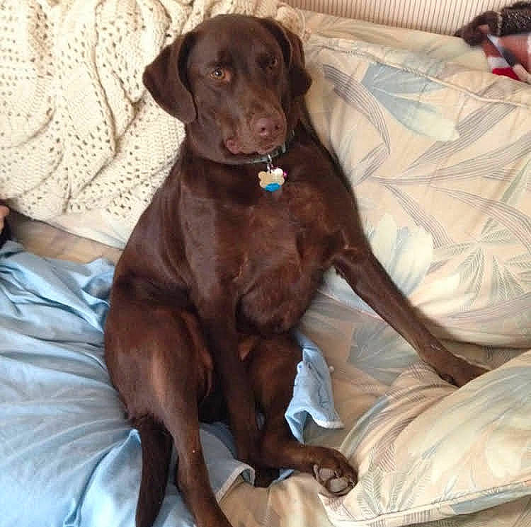 Daisy joined the competition — help win amazing prizes! beagador, canidae, carnivore, chesapeake_bay_retriever, companion_dog, dog, dog_breed, fawn, hunting_dog, labrador_retriever, liver, mammal, pointer, pointing_breed, retriever, sporting_group, vertebrate, vizsla, weimaraner