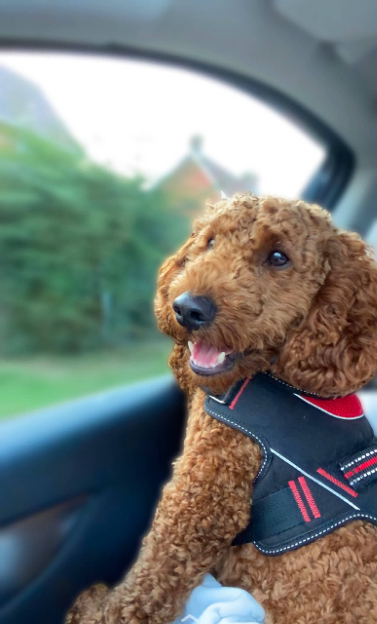 Waffle is registered to the contest to win money with this photo: automotive_mirror, canidae, carnivore, collar, companion_dog, dog, dog_breed, dog_collar, fawn, fur, liver, pet_supply, poodle, snout, sporting_group, terrier, toy, water_dog, windshield, working_animal