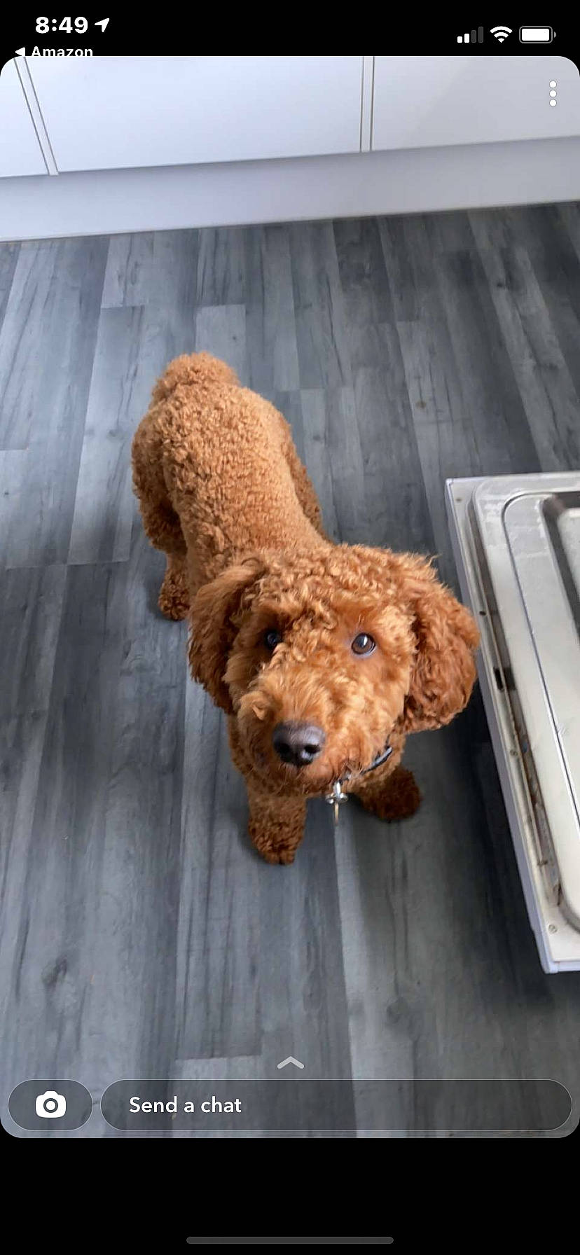 Waffle is registered to the contest to win money with this photo: canidae, carnivore, companion_dog, dog, dog_breed, dog_collar, fawn, fur, labradoodle, liver, pet_supply, poodle, snout, sporting_group, terrier, toy, toy_dog, water_dog, wood, working_animal