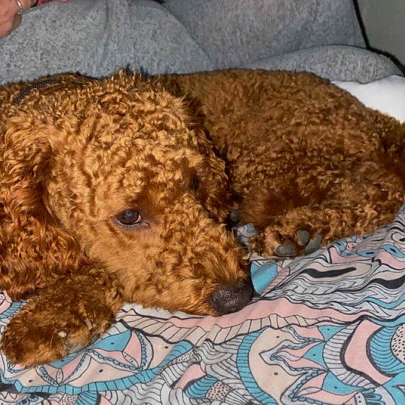 Waffle joined the competition — help win amazing prizes! canidae, carnivore, companion_dog, dog, dog_breed, fawn, fur, liver, non_sporting_group, pattern, pet_supply, poodle, snout, sporting_group, terrestrial_animal, terrier, toy_dog, water_dog, wool, working_animal