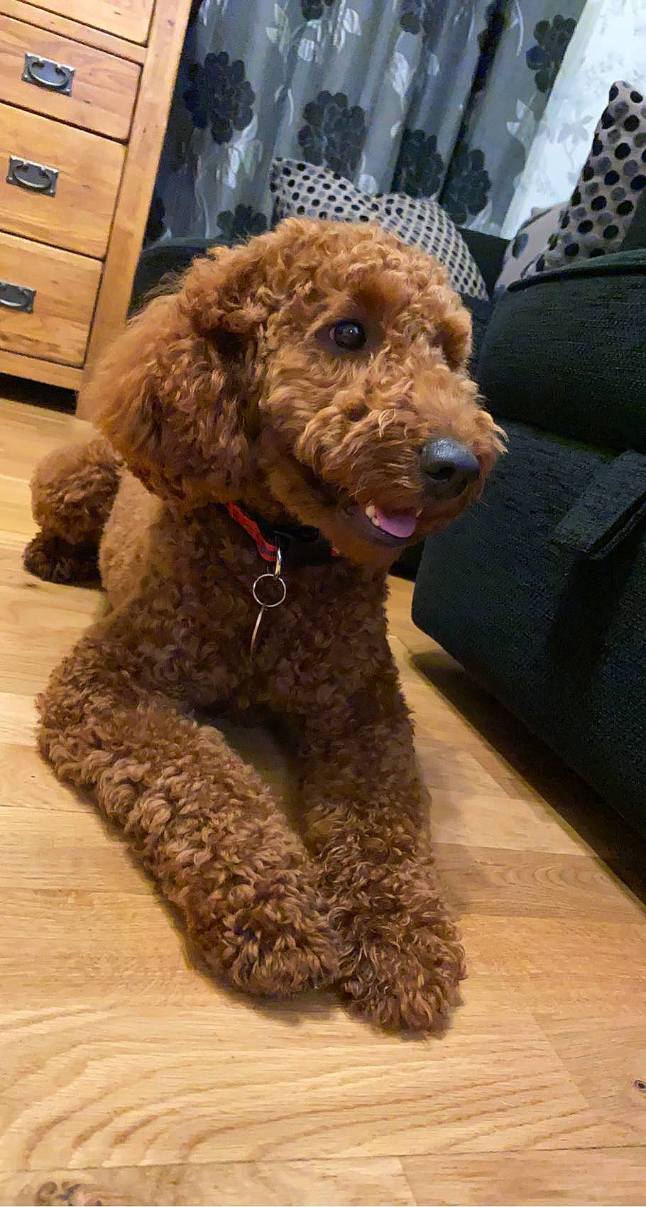 Waffle is registered to the contest to win money with this photo: airedale_terrier, cabinetry, carnivore, collar, companion_dog, couch, dog, dog_breed, dog_collar, drawer, fur, liver, pet_supply, poodle, sporting_group, terrier, toy_dog, water_dog, wood, working_animal