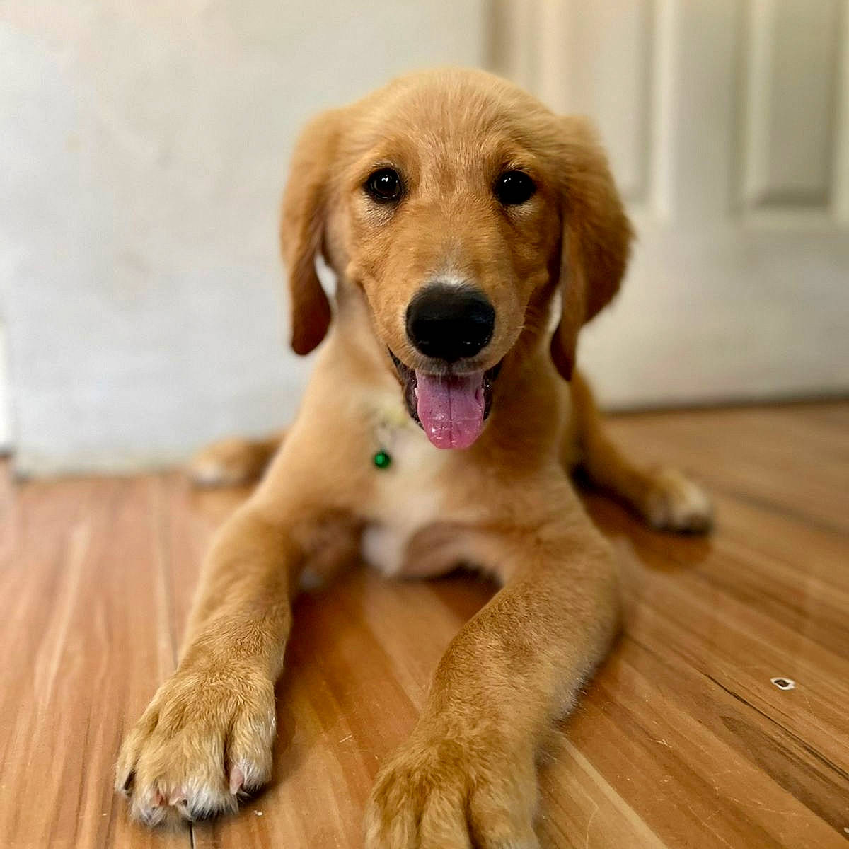 Zander is registered to the contest to win money with this photo: carnivore, companion_dog, dog, dog_breed, eye, fawn, fur, golden_retriever, hardwood, liver, paw, plank, retriever, snout, sporting_group, tail, whiskers, wood, wood_stain, working_animal