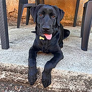 Buddy a rejoint le concours — aidez-le/la à gagner de superbes lots ! dog, black_dog, labrador, pet, animal, portrait, outdoor, patio, sitting, lying_down, tongue_out, open_mouth, brown_eyes, black_fur, collar, tag, chairs, table, concrete, gravel