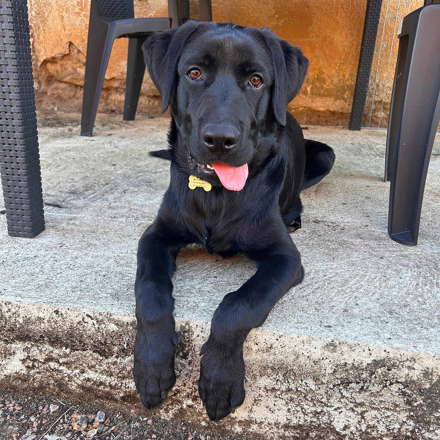 Buddy