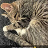 Peach joined the competition — help win amazing prizes! cat, tabby, sleeping, curled_up, paw, fur, striped, indoor, fluffy, black_rug, outlet, charger, wall, cute, pet, cozy, resting, domestic, animal, young