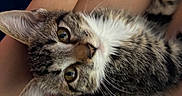 Peach is registered to the contest to win money with this photo: tabby_kitten, cat, kitten, pet, animal, fur, whiskers, eyes, ears, person, hand, lap, indoor, closeup, cute, domestic_cat, resting, feline, young, companion