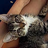 tabby_kitten, cat, kitten, pet, animal, fur, whiskers, eyes, ears, person, hand, lap, indoor, closeup, cute, domestic_cat, resting, feline, young, companion