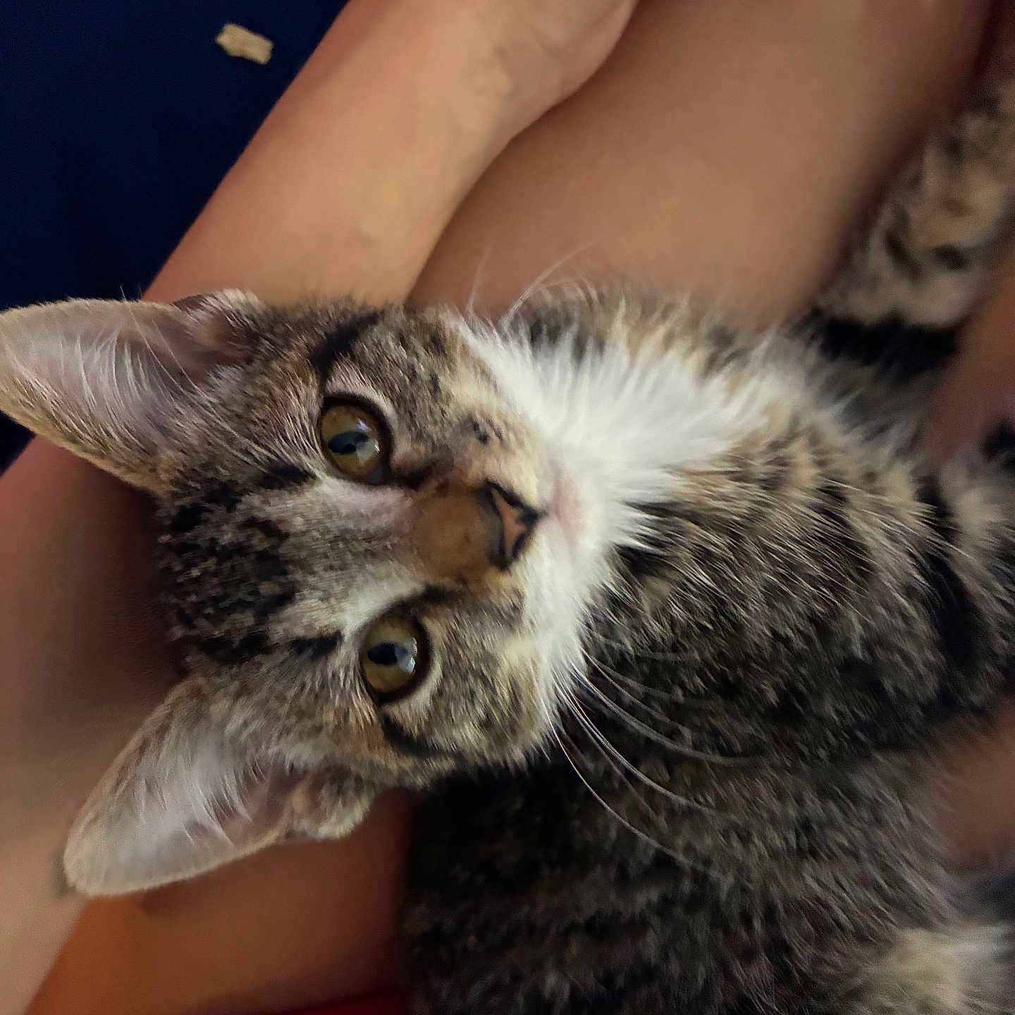 Peach is registered to the contest to win money with this photo: tabby_kitten, cat, kitten, pet, animal, fur, whiskers, eyes, ears, person, hand, lap, indoor, closeup, cute, domestic_cat, resting, feline, young, companion