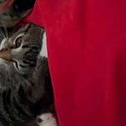 Peach is registered to the contest to win money with this photo: cat, tabby, paw, blanket, red, cozy, feline, indoor, pet, sleeping, closeup, striped, whiskers, cute, animal, resting, fur, soft, relaxed, domestic
