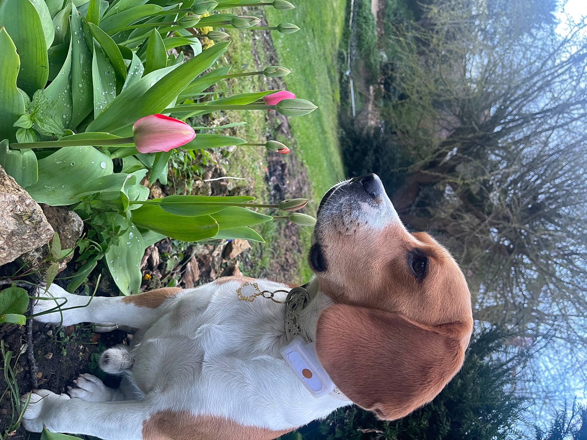 Trésor a rejoint le concours — aidez-le/la à gagner de superbes lots ! botany, flower, flowering_plant, garden, grass, hat, lawn_ornament, leaf, organism, petal, plant, plant_stem, terrestrial_plant, tree, trunk, wood