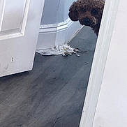 Coco joined the competition — help win amazing prizes! dog, curly_hair, door, floor, paper, indoor, peeking, white_wall, blue_wall, trim, mischief, animal, pet, wooden_floor, light, shadow, doorframe, quiet, curiosity, home